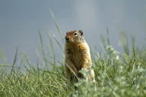 Canada, Alberta, Waterton Lakes National Park, Columbian Ground Squirrel Spermophilus columbianus in the grass standing on hind legs to get a better view.
