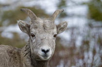 Canad,a Alberta, Kananaskis, Close up of Mountain Goat Oreamnos americanus at Highwood Pass.