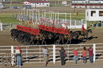 Canada, Alberta, Lethbridge, Royal Canadian Mounted Police Musical Ride, 32 RCMP cavalry in full dress red serge uniform on horseback holding lances with red and white pennons saluting with an eyes ri...