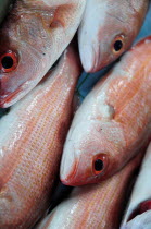 Mexico, Guerrero, Zihuatanejo, Close cropped view of red snapper fish for sale in the market.