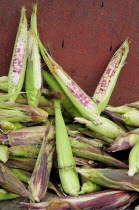 Mexico, Michoacan, Patzcuaro, Pile of maize.