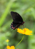 Mexico, Jalisco, Puerto Vallarta, Black and red butterfly on orange flower.