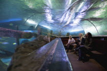 England, East Sussex, Brighton, Interior of the Sea Life Centre underground Aquarium on the seafront, curved glass tunnel under water.