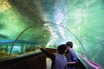 England, East Sussex, Brighton, Interior of the Sea Life Centre underground Aquarium on the seafront, curved glass tunnel under water.
