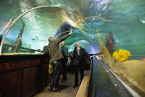 England, East Sussex, Brighton, Interior of the Sea Life Centre underground Aquarium on the seafront, curved glass tunnel under water.
