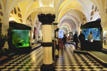 England, East Sussex, Brighton, Interior of the Sea Life Centre underground Aquarium on the seafront.