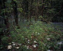 Wales, Gwynedd, Environment,  Discarded household and general rubbish dumped in roadside bluebell wood near Porth Madog.