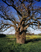 England, Gloucestershire, Trees, English Oak, Quercus robur.  Single, ancient tree with twisted branches in exposed area subjected to flooding by the River Severn.