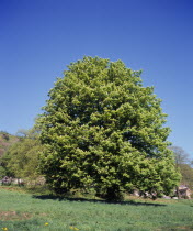 England, Worcestershire, Trees, Horse chestnut, Aesculus hippocastanum.  Single mature tree in parkland near Great malvern in springtime.