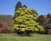 England, Worcestershire, Trees, Sycamore, Acer pseudoplatanus, Variegated variety, Variegatum.  Mature tree in springtime.