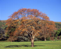 England, Worcestershire, Trees, Goldenrain tree, Koelreuteria paniculata.  Mature tree in early spring before the pinkish red leaves have changed to dark green.