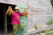 Cuba, Central, Tobacco Farmer with dried leaves.