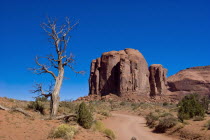 USA, Arizona, Dead Tree on dirt road in Monument Valley.