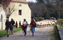 France, Transhumance, Seasonal movement of people with their livestock to summer pastures.  Leading flock of sheep along rural road past buildings.