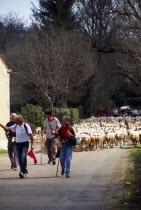 France, Transhumance, Seasonal movement of people with their livestock to summer pastures.  Leading flock of sheep along rural road past buildings.