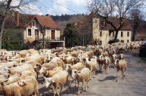 France, Transhumance, Seasonal movement of people with their livestock to summer pastures.  Driving flock of sheep along rural road past church and houses.