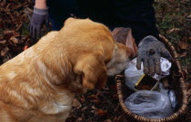 France, Food and Drink, Truffles, Dog trained to find truffles with cropped view of truffle hunter with basket and holding out freshly dug truffle on palm of hand.