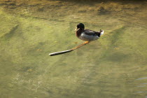 Animals, Birds, Amphibious, Duck perched on a piece of wood in a stream.