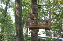 China Jiangsu Yangzhou - Song bird on perch in open bamboo cage hanging on tree in downtown canal-side street market; one of the bird's legs is tethered to the perch; Marco Polo once served as a munic...