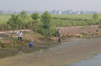 China, Jiangsu, Qidong, Farmers clearing aquatic vegetation from a choked irrigation canal with bamboo poles. They hope to catch any surviving fish in small mesh nets attached to some of the poles. Th...