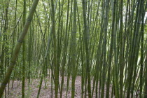 China, Jiangsu, Yangzhou, Bamboo forest at Slender West Lake Park. A major tourist attraction; Marco Polo was once a municipal official of the city.