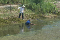 China, Jiangsu, Qidong, Farmers clearing aquatic vegetation from a choked irrigation canal with bamboo poles. They hope to catch any surviving fish in small mesh nets attached to some of the poles. Th...