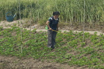 China, Jiangsu, Qidong, Female farmer with a backpack sprayer applying pesticide on vegetables being grown on the bank of a polluted canal.  Rapeseed and wheat in background and a green plastic wateri...