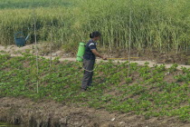 China, Jiangsu, Qidong, Female farmer with a backpack sprayer applying pesticide on vegetables being grown on the bank of a polluted canal. Rapeseed and wheat in background and a green plastic waterin...