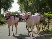 India, Bullocks & Cart in rural scene.