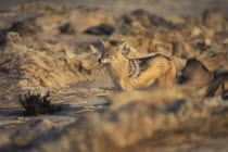 Namibia, Jackal in the Namib Diamond region, Skeleton Coast Namibia.  This region is off limts due to Diamond mining activiety by De Beers consequently Jackals have no fear of human presence.
