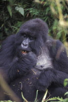 Rwanda, a silverback gorilla in the Parc Des Volcans.   