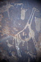 Namibia, Twfelfontein bushmen carvings are one of the most important archeological sites in Southern Africa. The site has an extensive collection of pre-historic rock engravings, or pectoglifs, some d...