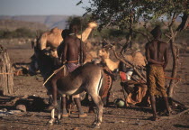 Namibia, north, Himba man with rifle riding donkey.