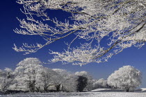 Ireland, County Sligo, Sligo Town, Winter scene with frosted trees in the grounds of the Clarion Hotel