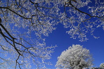 Ireland, County Sligo, Sligo Town, Winter scene with frosted trees in the grounds o=f the Clarion Hotel