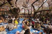 Japan, Tokyo, Ueno Park, Hanami cherry blossom viewing parties under cherry trees in full blossom, families and groups of young people having picnics.