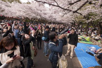 Japan, Tokyo, Ueno Park, Hanami cherry blossom viewing parties under cherry trees in full blossom, group of Chinese tourists taking photos.