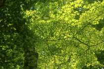 Japan, Tokyo, Harajuku, Meiji-Jingu shrine, maple tree leaves.