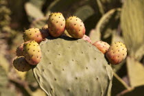 Italy, Sicily, Prickly pear cactus plant.
