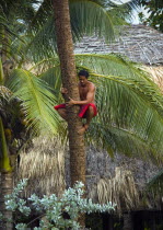 USA, Hawaii, Oahu Island, Local man climbing palm tree.