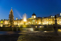 England, London, Christmas Tree in Trafalgar Square.