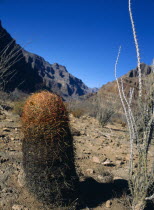 USA, Arizona, Grand Canyon, Cactus within the Hualapai Indian reservation part of the national park.