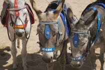 England, Lincolnshire, Skegness, Donkeys for children's rides with names on beach.