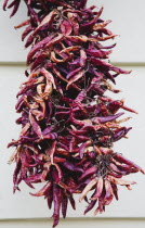 Hungary, Budapest, Drying chilis in central Pest.