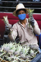 Thailand, Bangkok, Thai worker in mask against pollution packing Pineapple in Chinatown market.