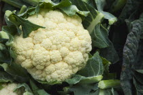 Food, Vegetables, Brassica oleracea botrytis, Cauliflower on sale at farm shop.