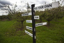 Fruit, Orchard, Pick Your Own, signs pointing the way to rows containing different varietes of tree in Grange Farm.