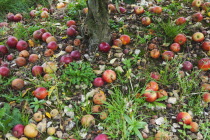 Fruit, Apple, Katy apples rotting on the ground having fallen from the tree in Grange Farms orchard.