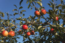Fruit, Apple, Royal Gala apples growing on the tree in Grange Farms orchard.