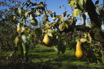 Fruit, Pear, Conference Pears ripening on the tree in Grange Farms orchard.